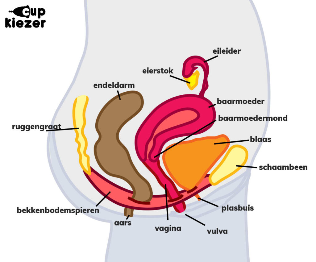 Vagina dwarsdoorsnede met uitleg